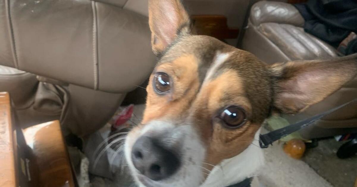 Puppy for Free in Belleville, IL For Sale & Free — Nextdoor