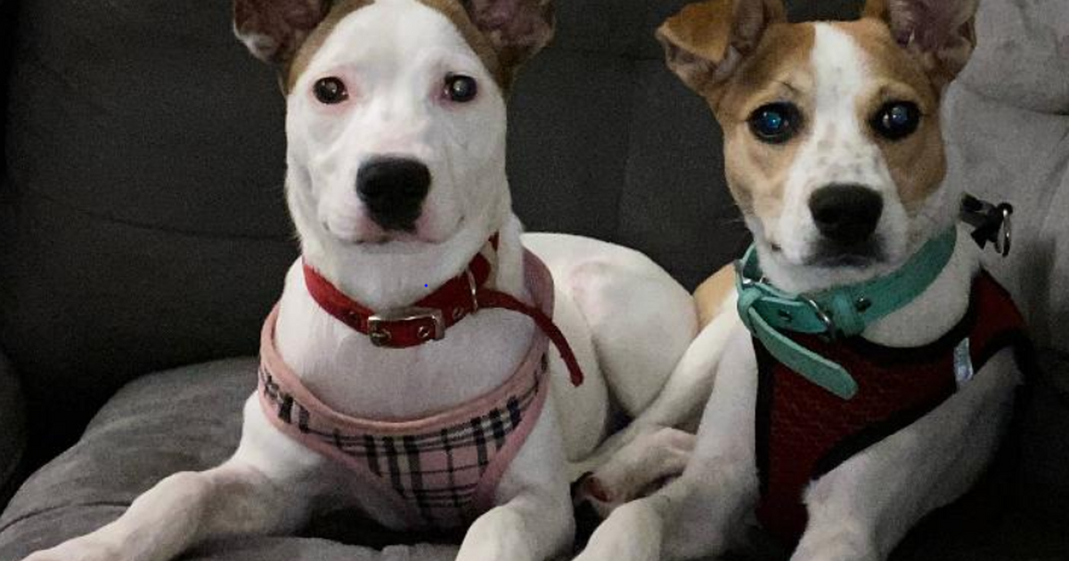 Dogs up for Adoption! 2 Sweet Loveable 7 Month old Crate Trained Dogs ...