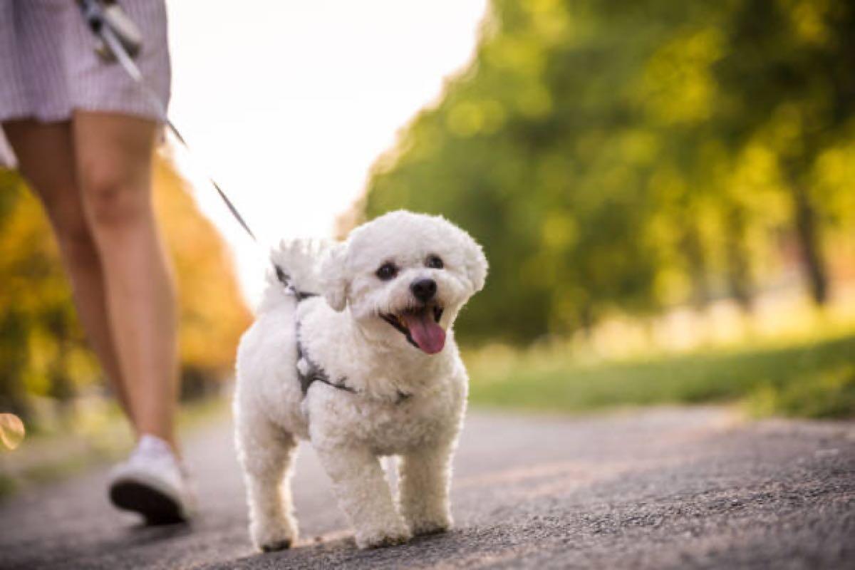 Joyner Park Dog Walk