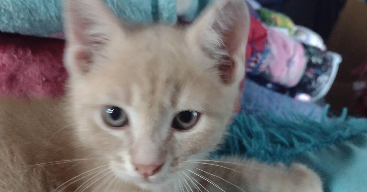 Kittens for Free in Hickory, NC For Sale & Free — Nextdoor