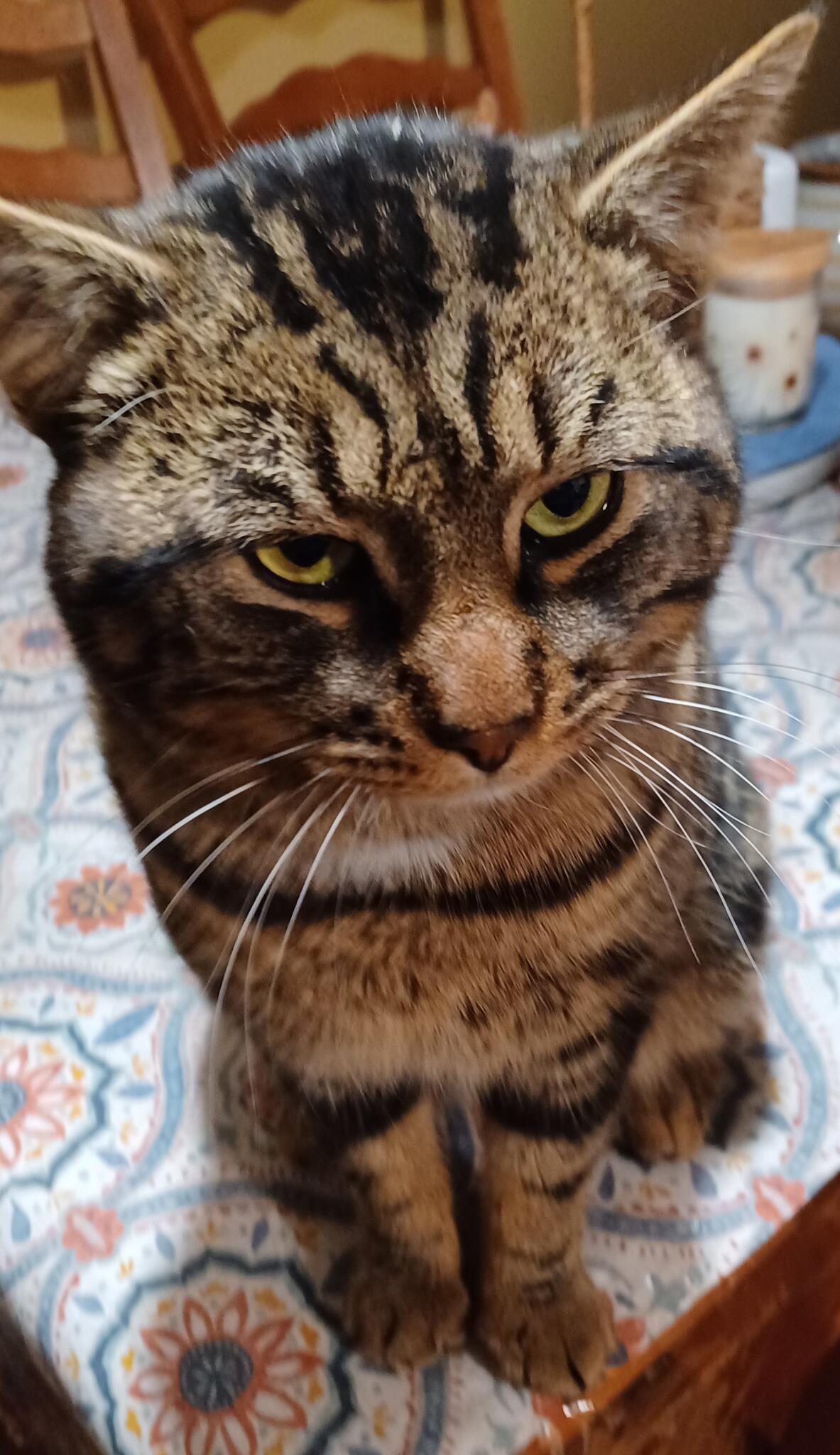 Solano-Napa Pet Emergency Clinic - Fairfield, CA - Nextdoor