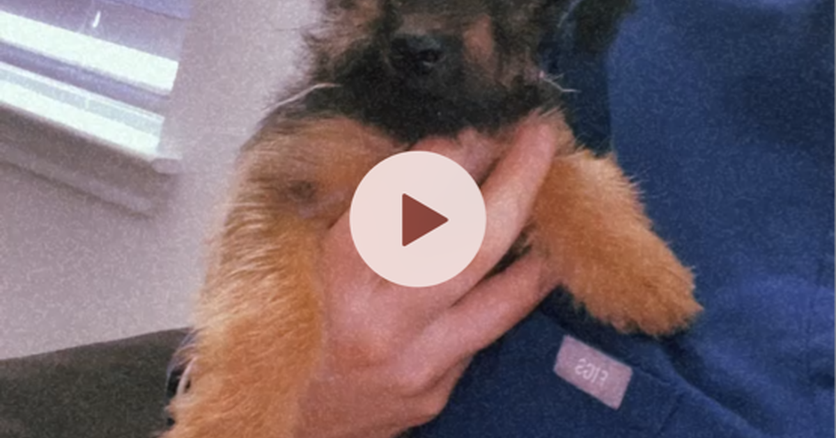 Puppy for Free in ster, TX For Sale & Free — Nextdoor