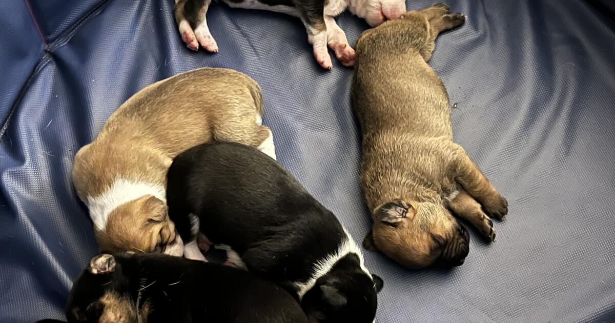 Free Puppies In Fayetteville Nc