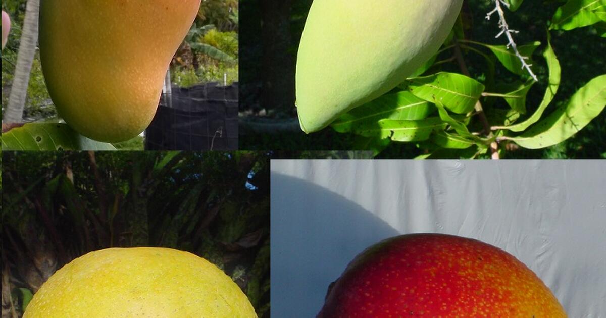 Gourmet Mangoes for sale for 1 in Palmetto Bay, FL Finds — Nextdoor