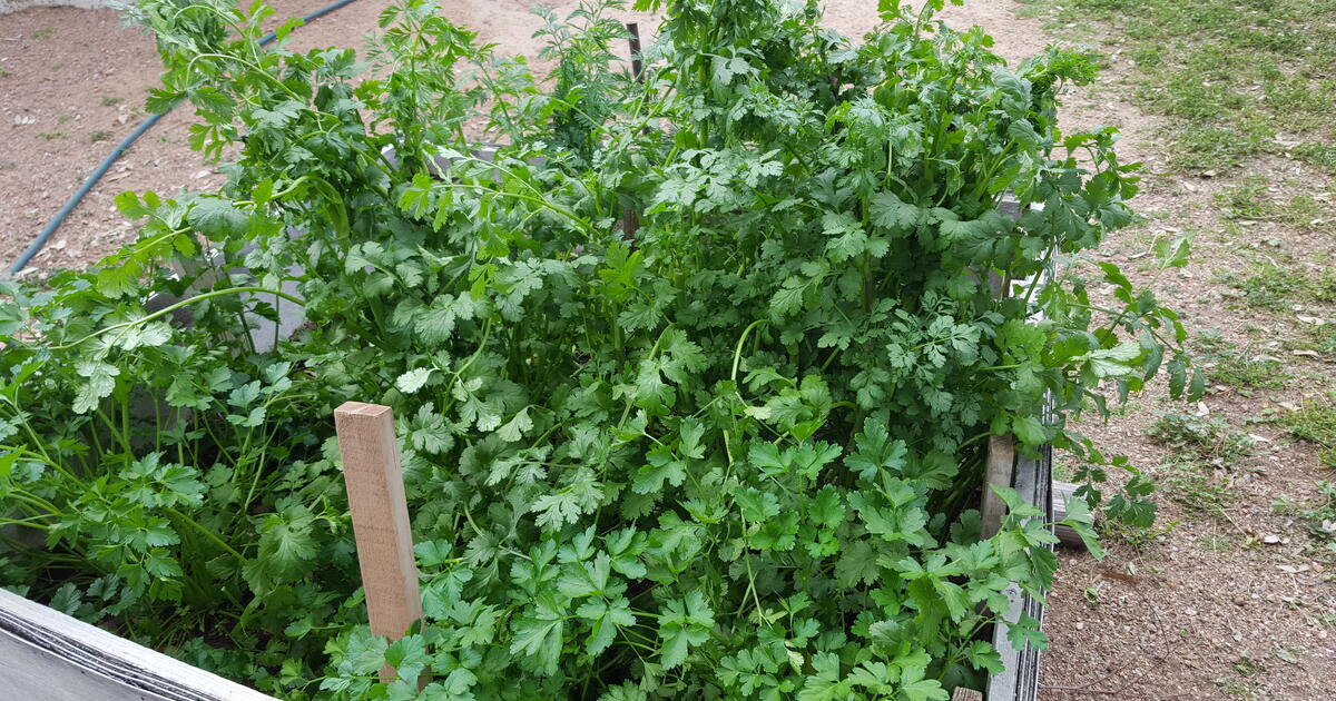 Cilantro/Italian Flat Leaf Parsley for Free in Gilbert, AZ Finds