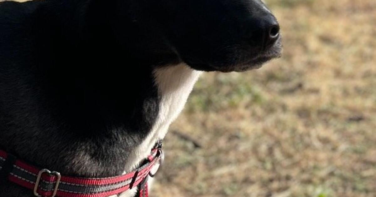 I need a temp open adoption home for 200 in seattle wa for sale
