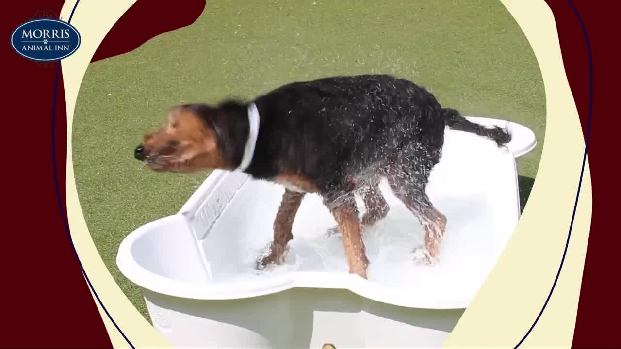 Pet Boarding Near Basking Ridge, NJ Morris Animal Inn