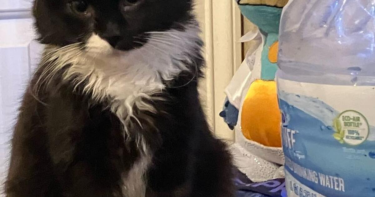 Looking for a home for my cat for Free in Portland, OR For Sale