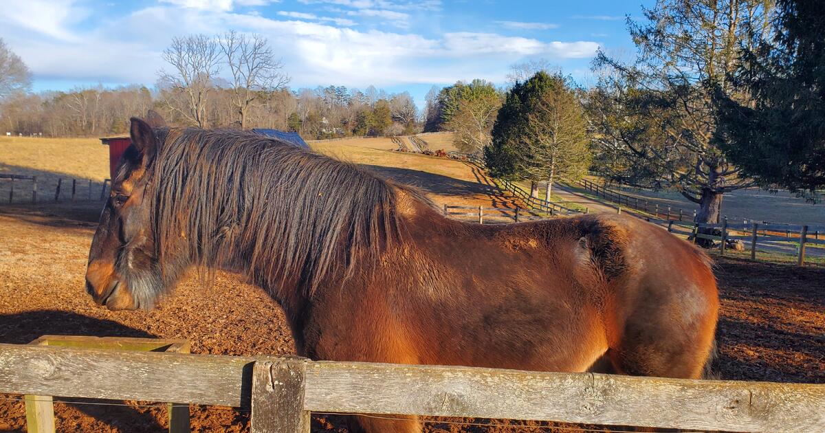 Four Horses For Immediate Rehoming. for Free in Warrenton, VA For
