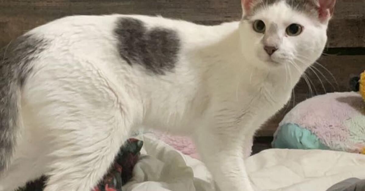 Cats for free for Free in Beaumont, CA For Sale & Free — Nextdoor