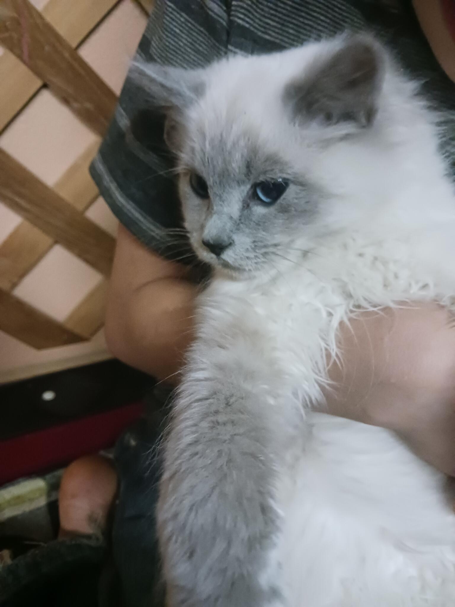 Kittens for 25 in Battle Ground, WA For Sale & Free — Nextdoor