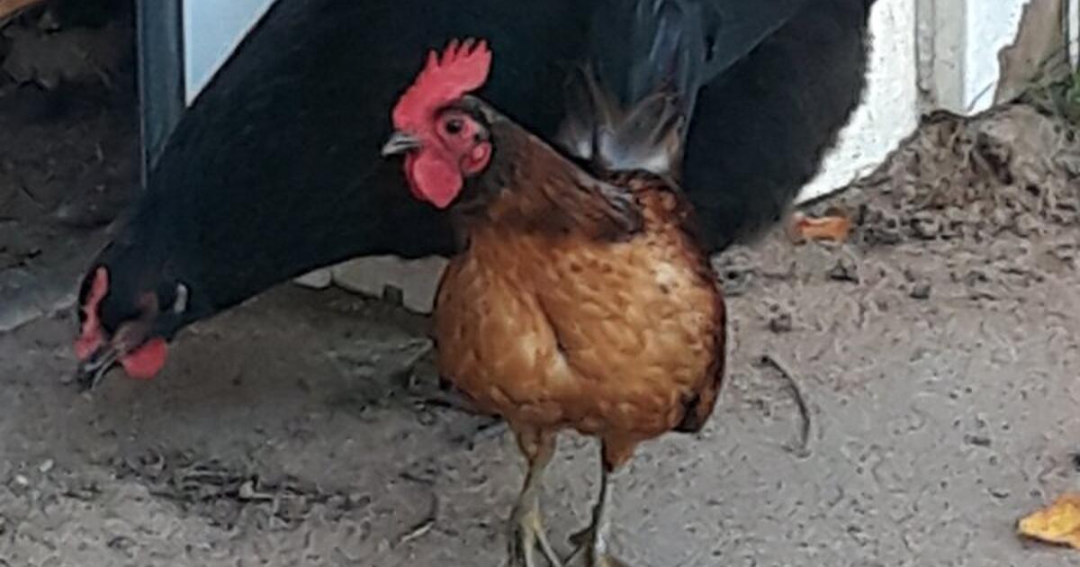 Chicken coop And 2 Chickens for Free in Harris, MN For Sale & Free