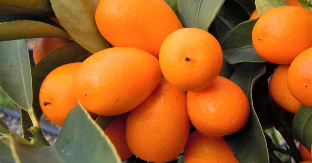 kumquats for Free in Fremont, CA For Sale & Free — Nextdoor