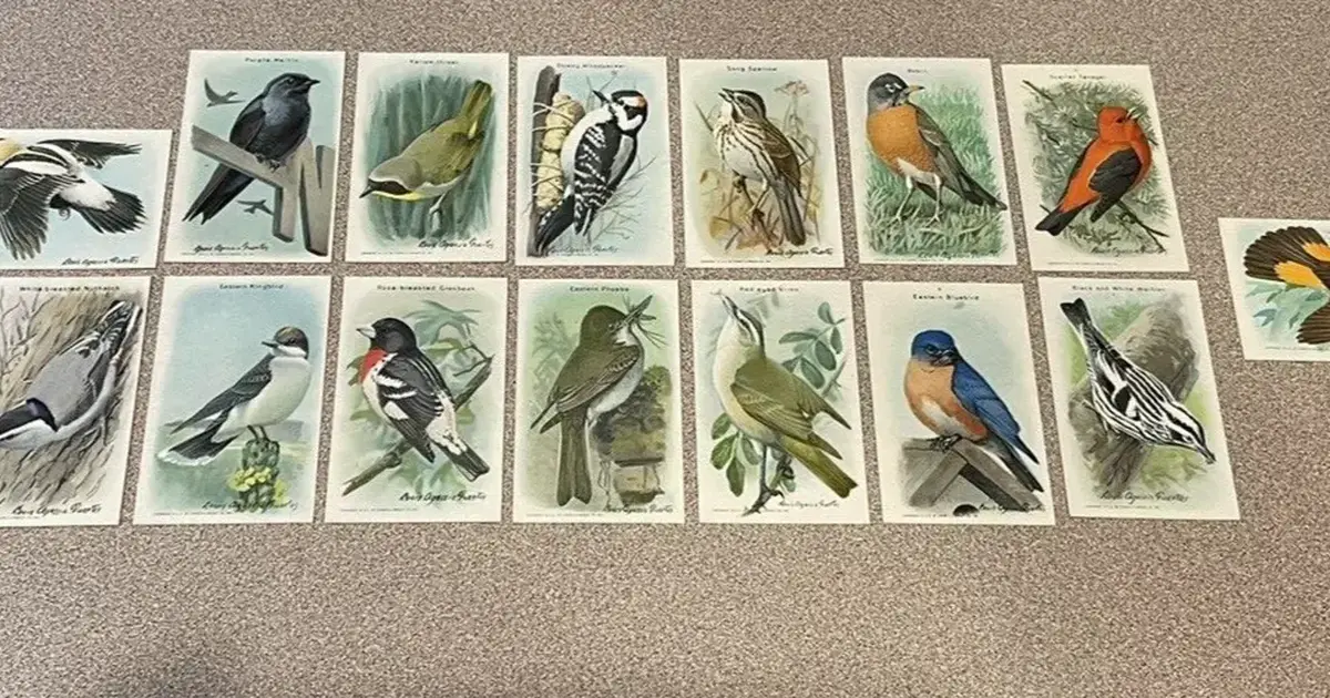 Vintage Birds of the USA Trading Cards for 15 in Albany, NY For Sale