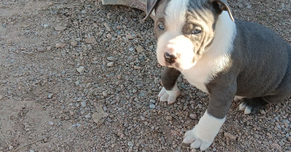 2 Month Old Male, Potty Trained Through Doggy Door, Pick Of Litter For ...