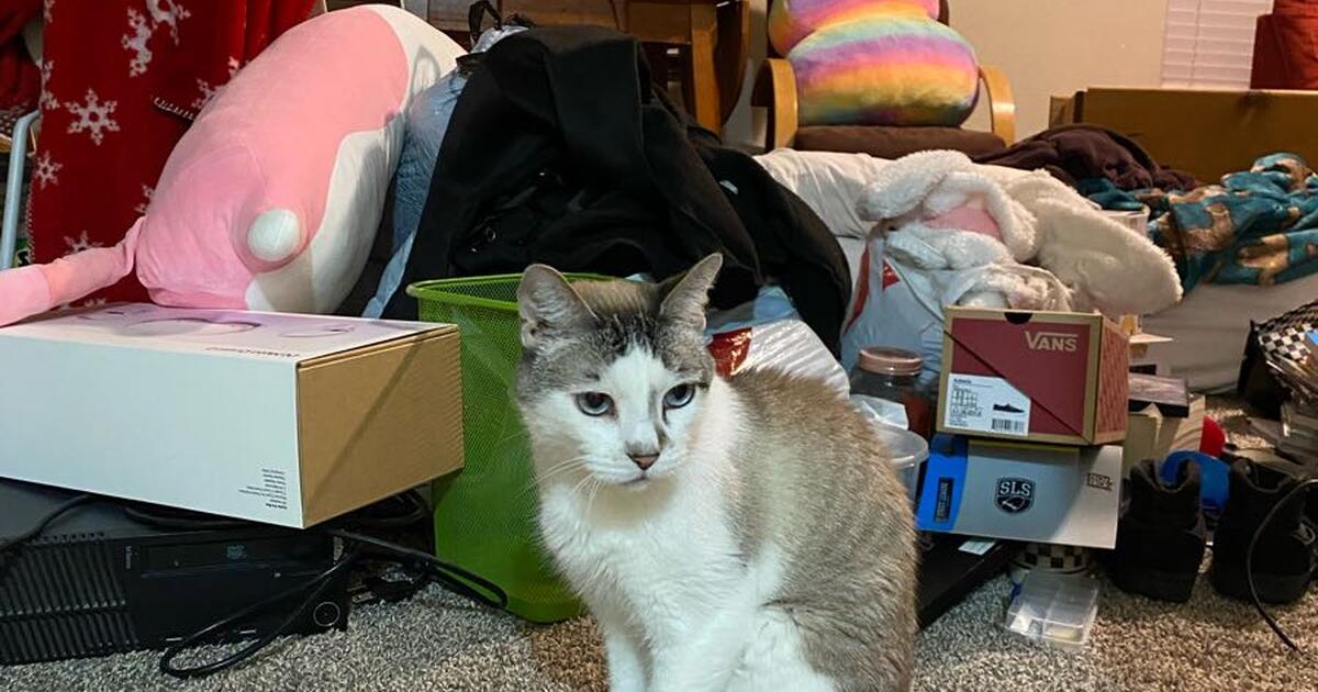 Need a good home for this cat. for Free in Queen Creek, AZ For Sale