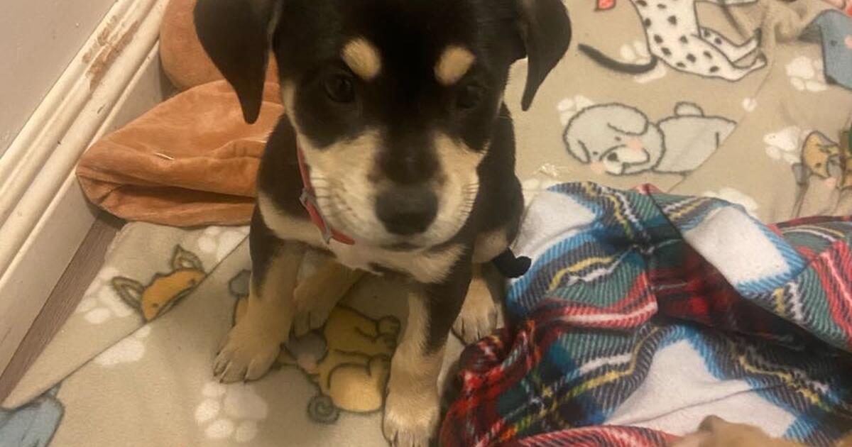 Free Puppies In Fresno