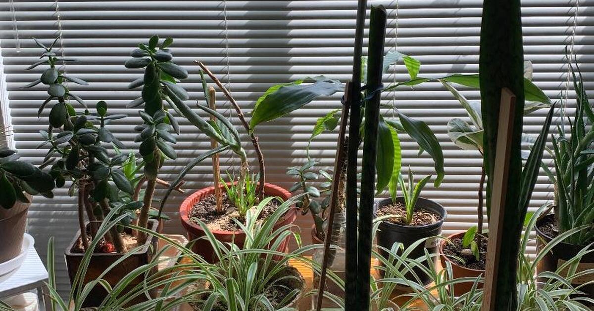 Plant sale , large spider plants, snake plants, outdoor plants for 5