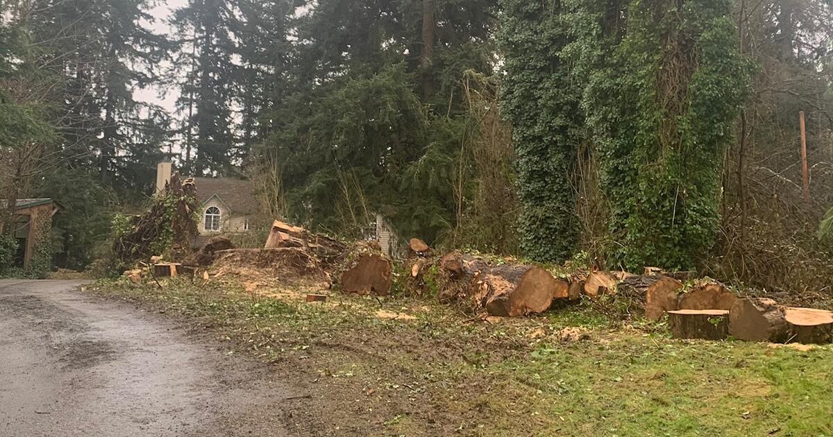 FREE WOOD Large rounds, Need crew / chainsaws to load for Free in