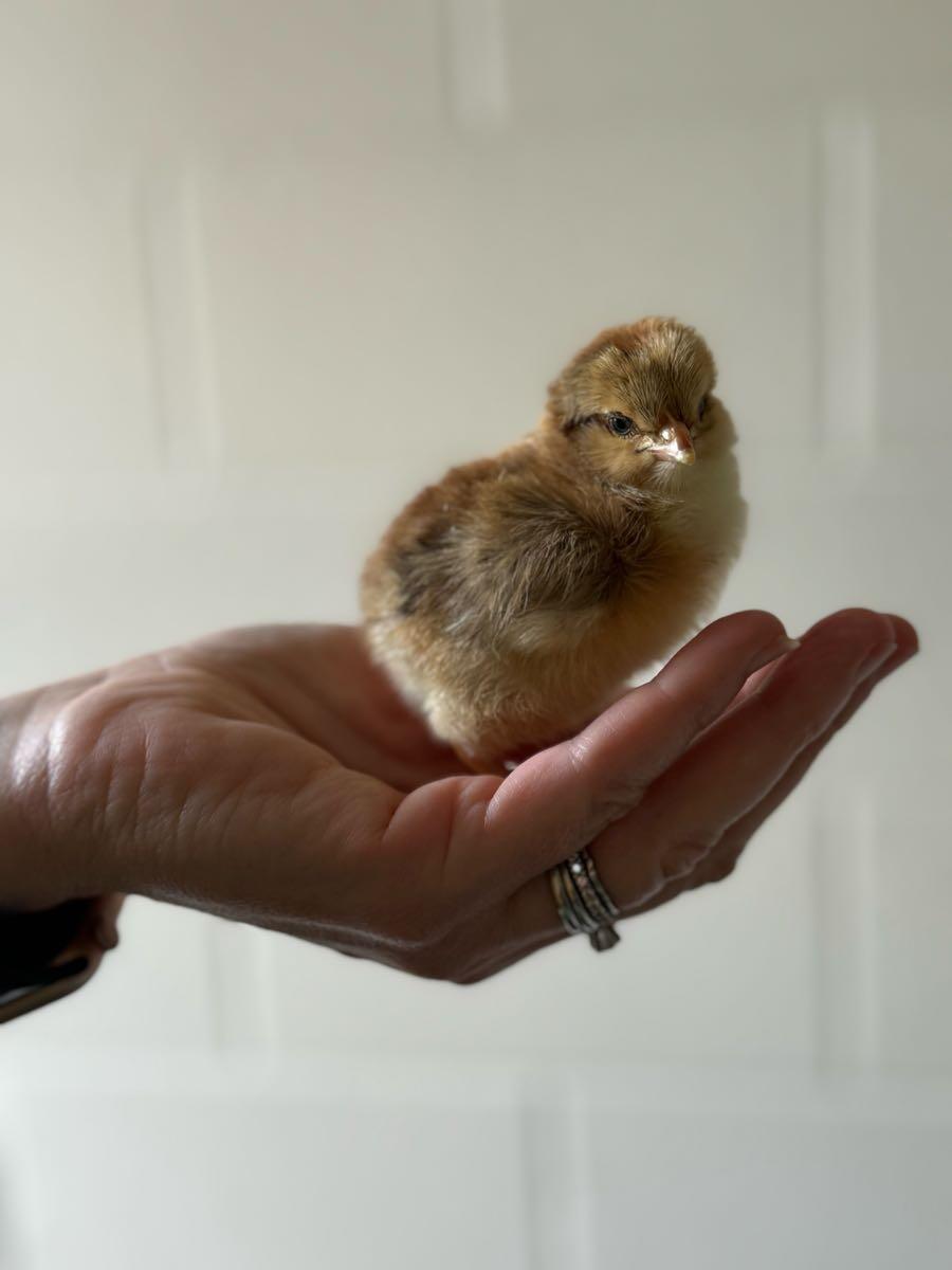 Preorder baby chicks- hatching this week!