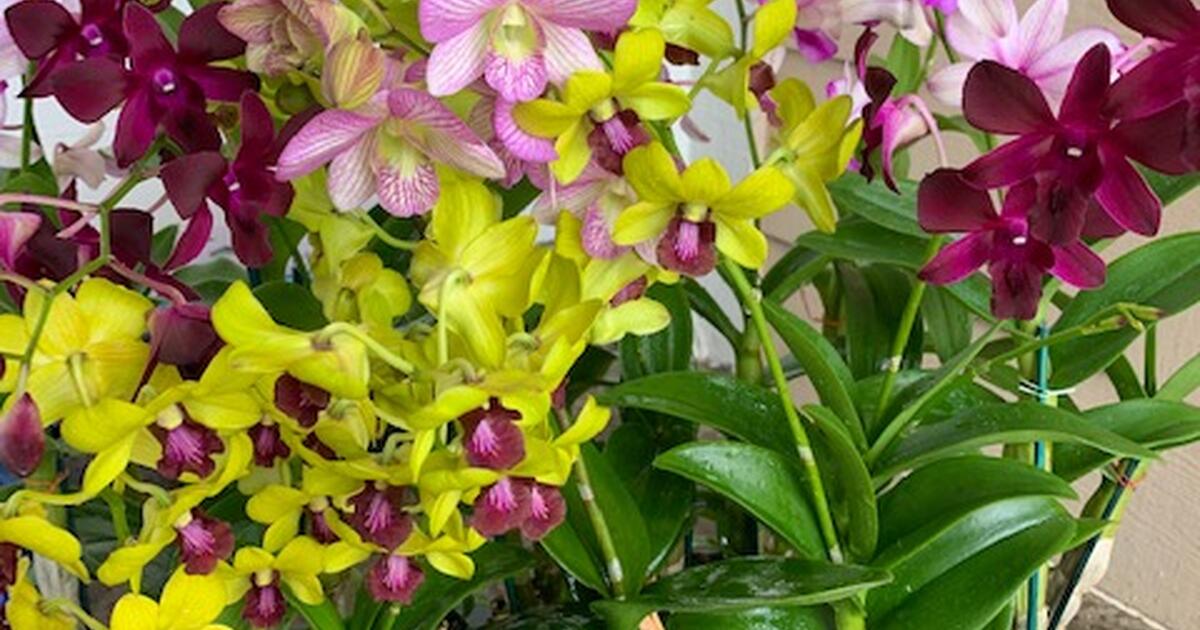 Orchids for 14 in Honolulu, HI For Sale & Free — Nextdoor