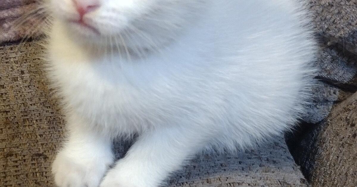 Kittens Needing Homes in Portland, OR Finds — Nextdoor