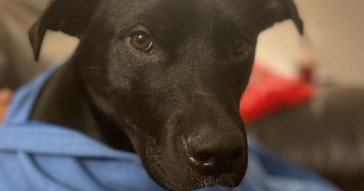 Dog Adoption for Free in Huntsville, AL For Sale & Free — Nextdoor