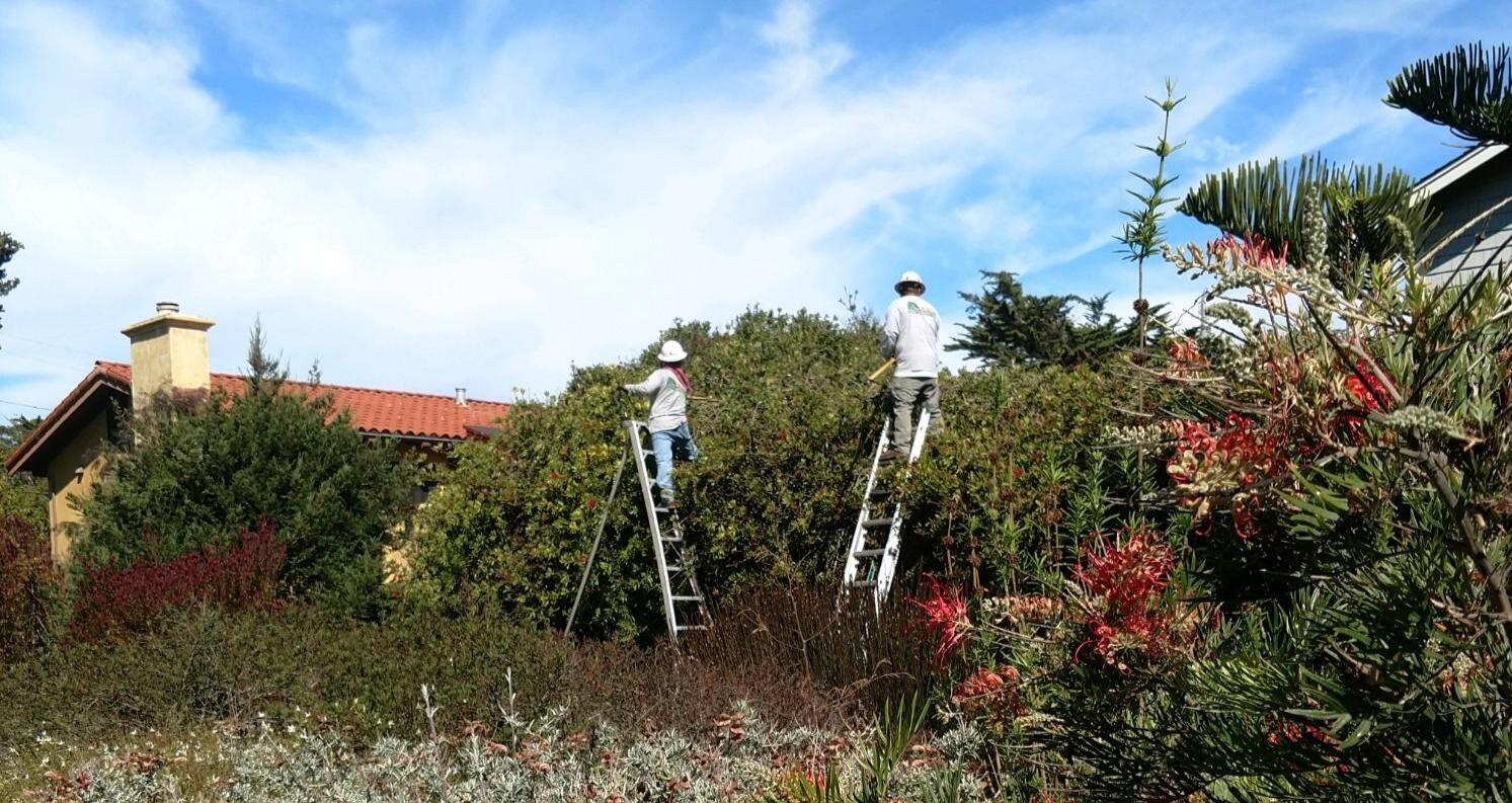 Lewis Tree Service Santa Cruz CA Nextdoor