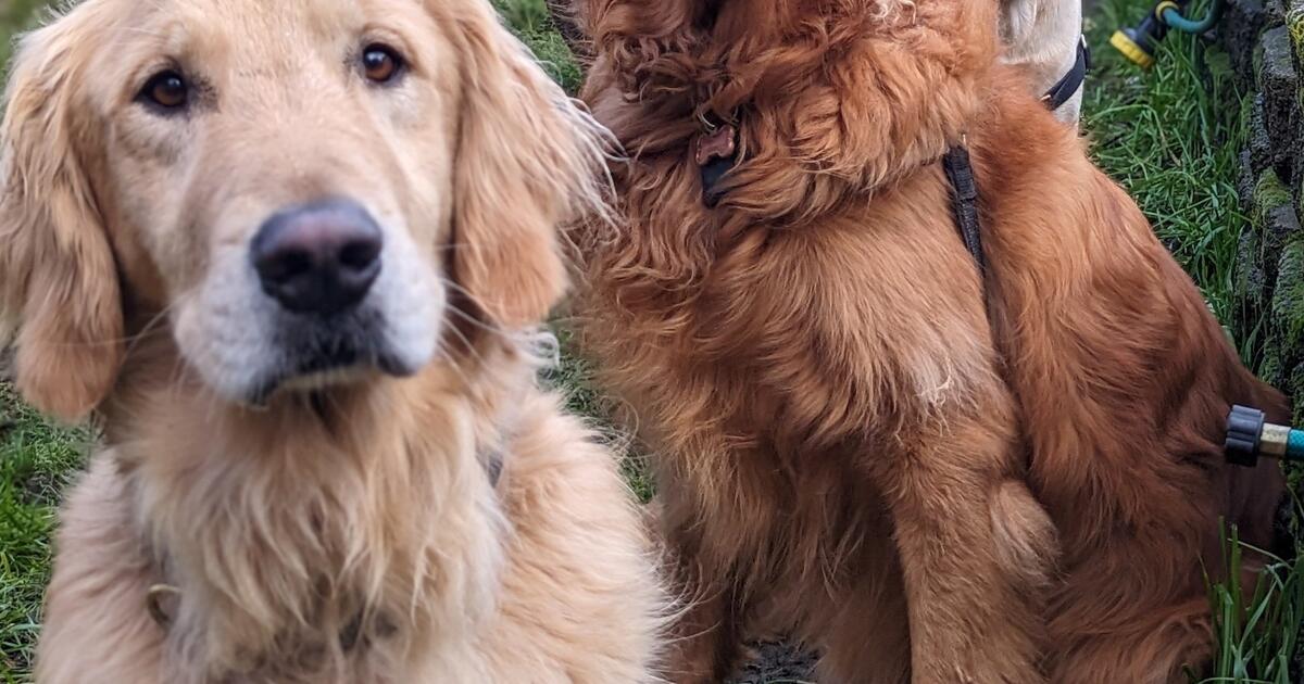 Dog Boarding/Training for 75 in Edmonds, WA For Sale & Free — Nextdoor