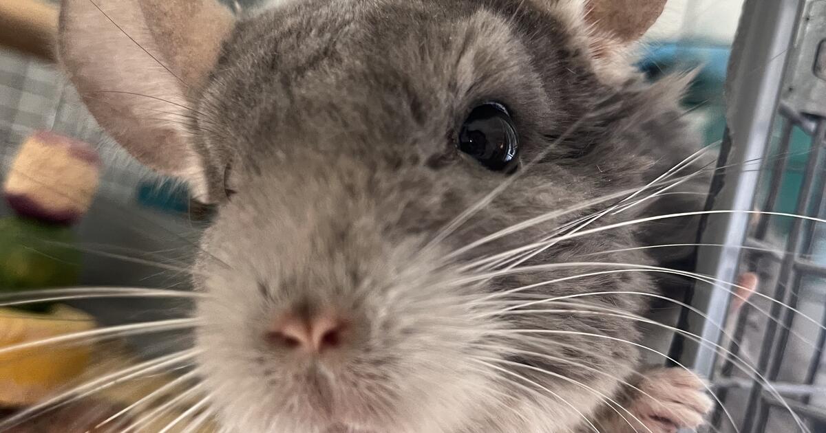 Rehoming our beloved chinchilla for Free in Laguna Beach, CA For Sale