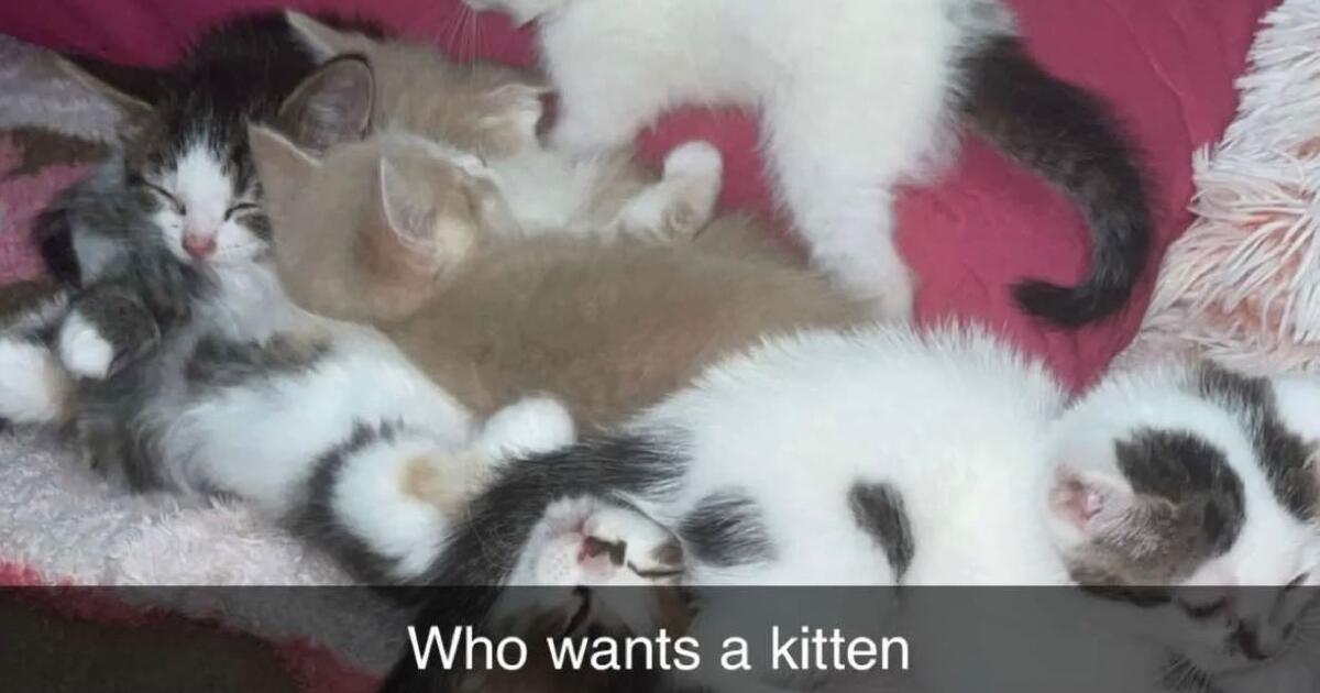 Free kittens for Free in Mansfield, OH For Sale & Free — Nextdoor