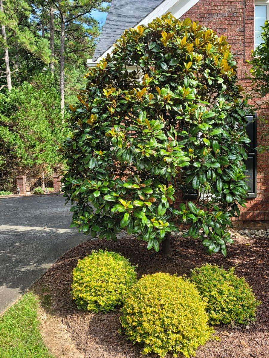 Magnolia Teddy Bear Trees