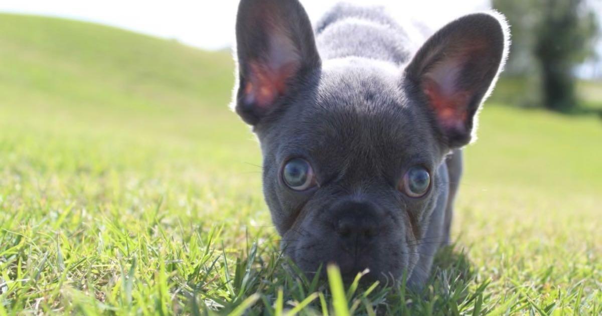 Lilac Frenchie for 2500 in Edinburg, TX For Sale & Free — Nextdoor
