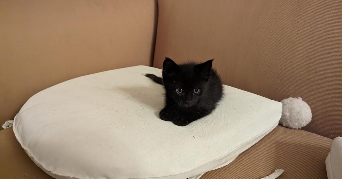 Free Kittens for Free in San Marcos, CA For Sale & Free — Nextdoor