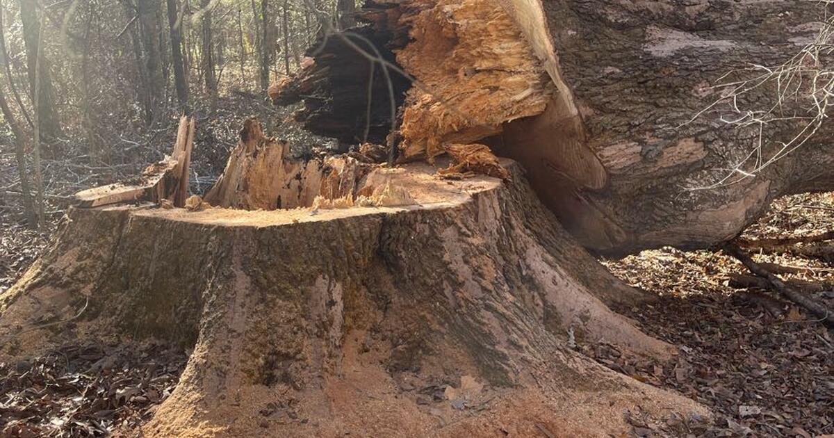 Firewood in Ridgeland, MS For Sale & Free — Nextdoor