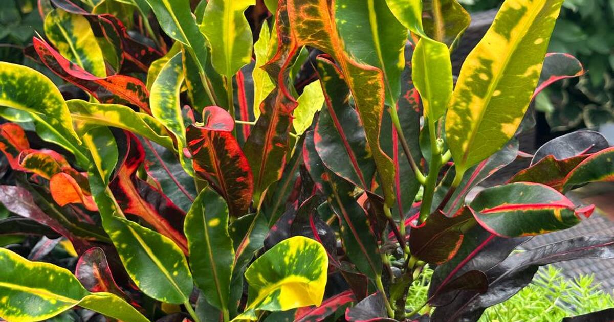 Annual House Plant Sale!!!! September 30th. 13PM for 25 in