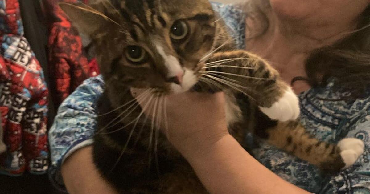 Two pretty cats for Free in Panama City, FL For Sale & Free — Nextdoor