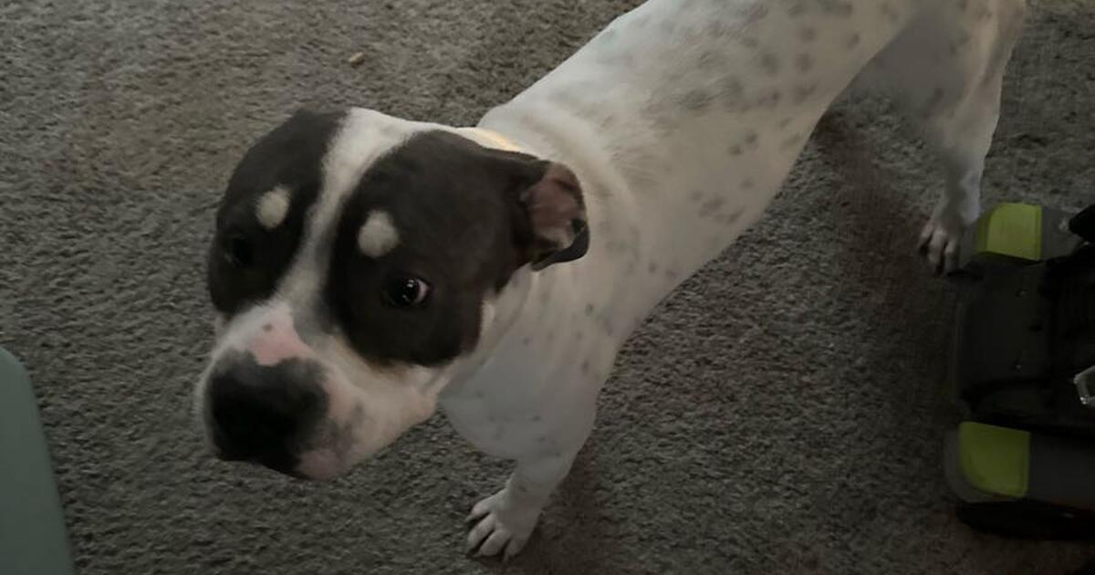 Is Preschool Free In Colorado Springs