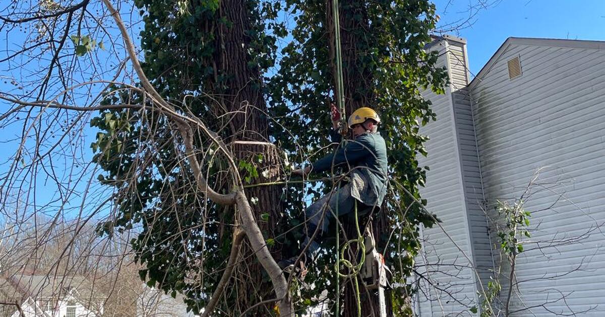 King Tree Services for Free in Woodbridge, VA For Sale & Free — Nextdoor