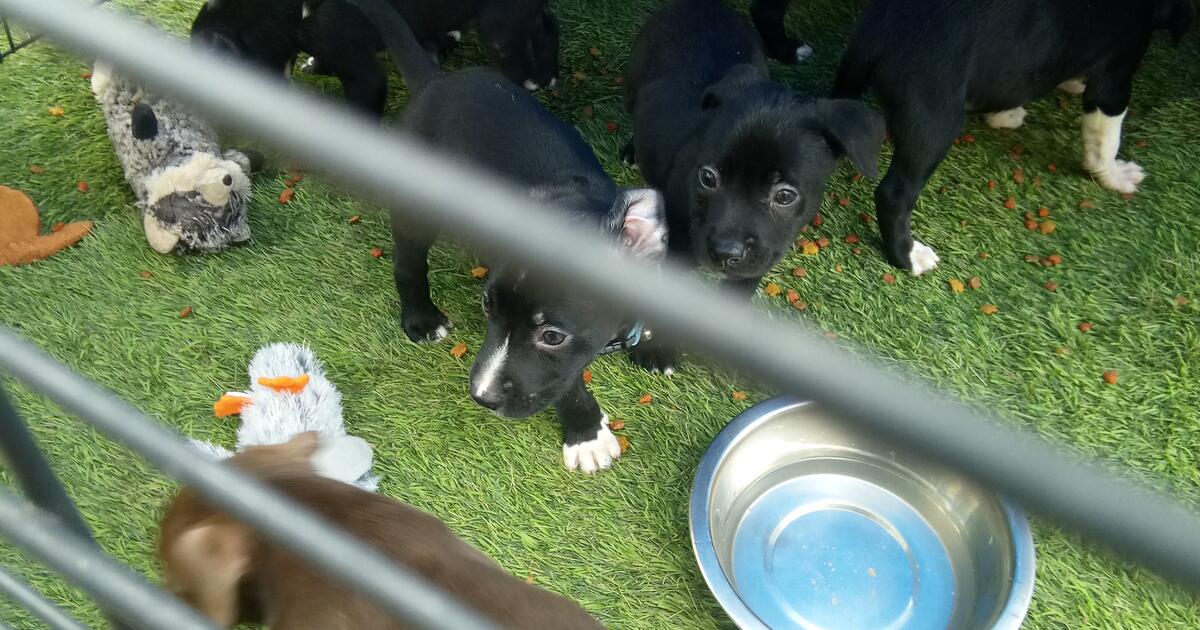 puppies-for-free-in-mesa-az-for-sale-free-nextdoor