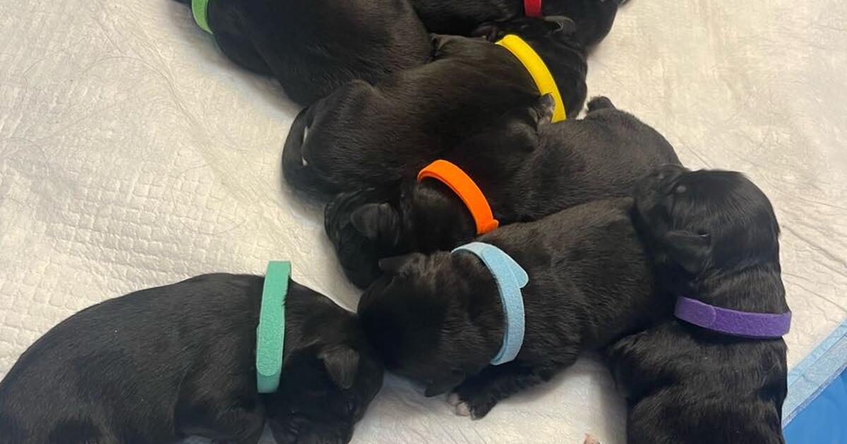 Golden saint puppies for sale. in Hesperia, CA Finds — Nextdoor