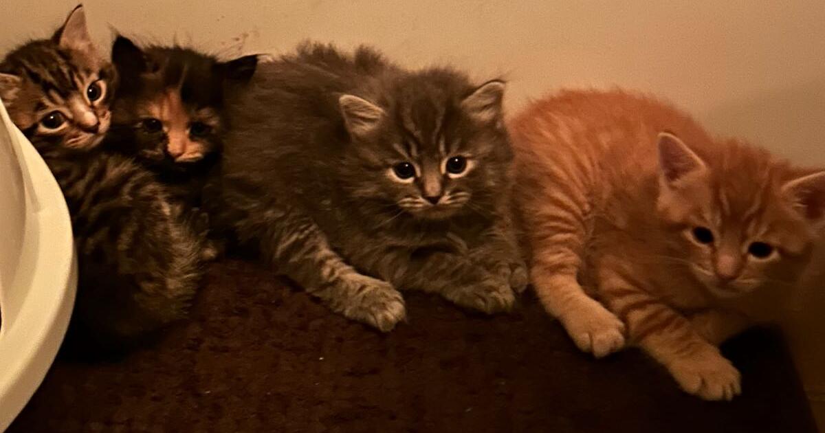 loving kittens need good homes for Free in Huntington Beach, CA | For