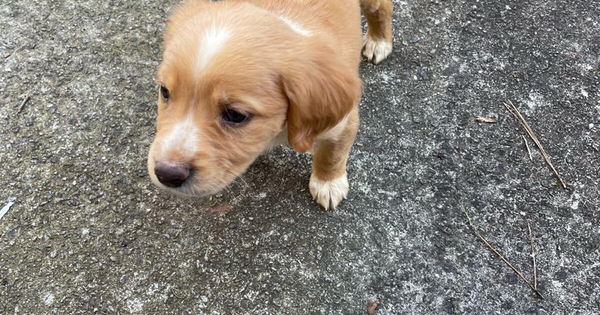 Free puppy for Free in Alpharetta, GA For Sale & Free — Nextdoor