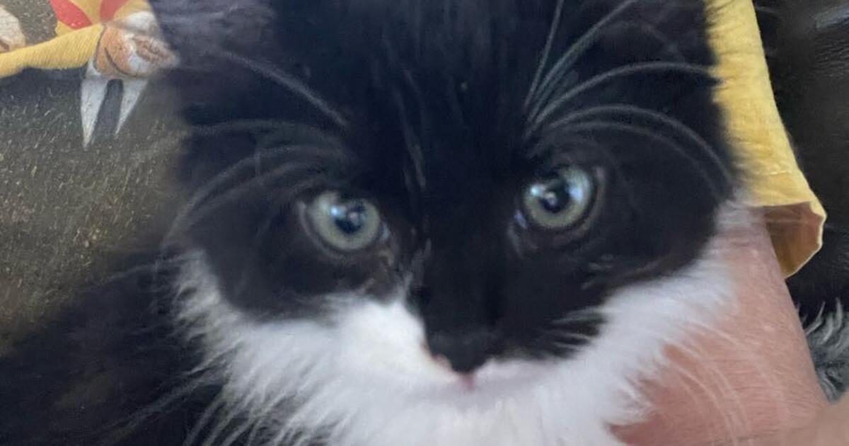 Free kittens for Free in Redding, CA For Sale & Free — Nextdoor