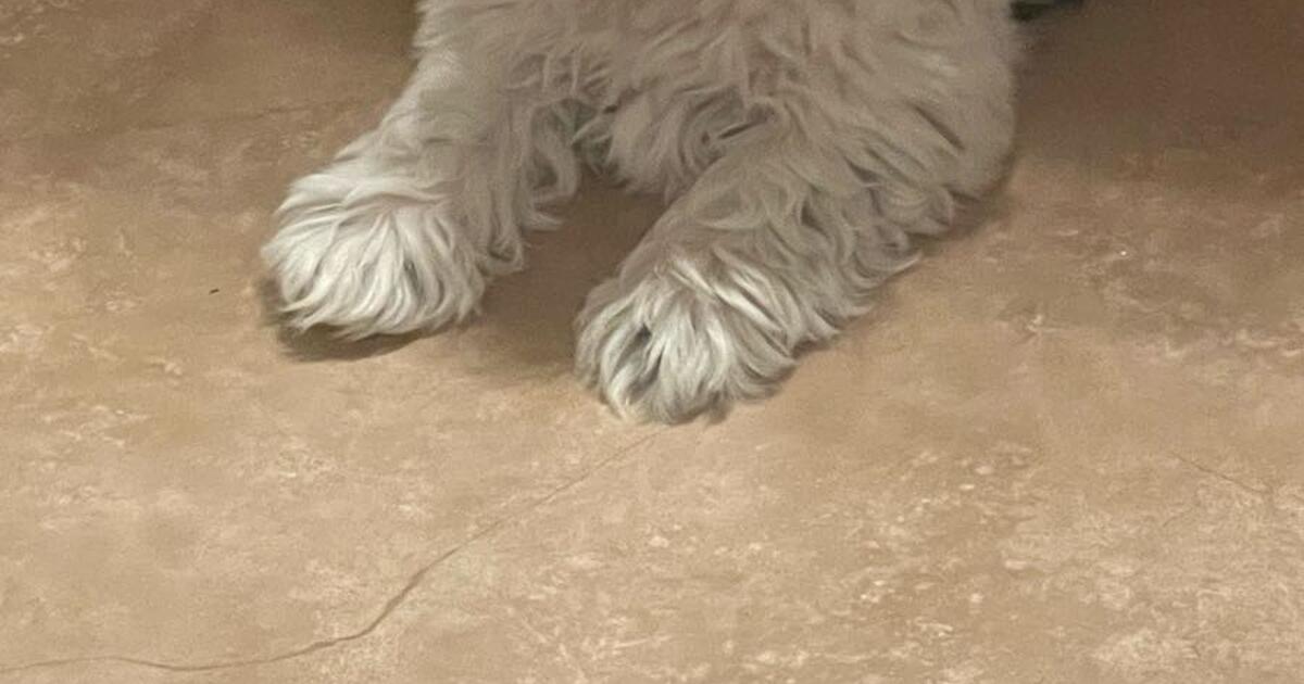 Shitzu in Los Lunas, NM For Sale & Free — Nextdoor