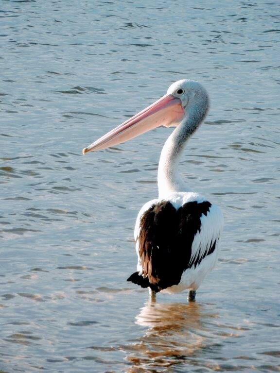 Peter Routledge - Cranbrook, England - Nextdoor